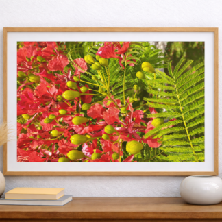 Mounted Frame Flamboyant