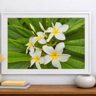 Mounted Frame Plumeria